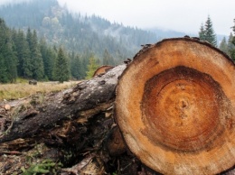 Контроль законности рубок лесов: на Черниговщине запустили пилотный проект