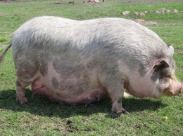 Курьез: в парке Запорожской области гуляет огромная свинья (ВИДЕО)