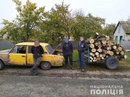 На Днепропетровщине полиция обнаружила три факта незаконной вырубки леса