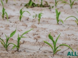 В Украине зерно не может прорости из-за засухи