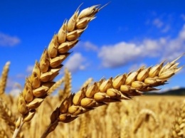 Днепропетровщина собрала рекордный за годы Независимости урожай зерновых