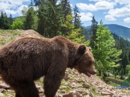 В "Синевире" построят новый вольер для медведей