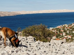 В Хорватии собаки помогли археологам найти 3-тысячелетнее захоронение