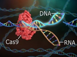 Новая высокоточная методика редактирования генов способна решить множество генетических проблем