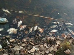В Житомирской по неизвестным причинам вымирает рыба
