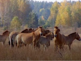 В Чернобыле лошади Пржевальского превратились в "моделей": жуткая доверчивость. ФОТО