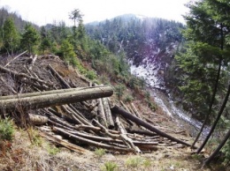 Рада запретила сплошную вырубку пихтово-буковых лесов в Карпатах