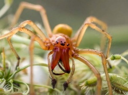 В Херсоне девушку укусил ядовитый паук из Средиземноморья