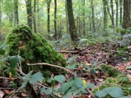 В лесу Англии найден загадочный каменный круг