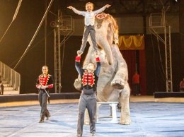 «Бьют животных»: в Днепре изрезали плакат запрещенного в Европе цирка