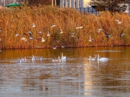На Озере Курячьем поселилась красивая лебединая семья (ФОТО)
