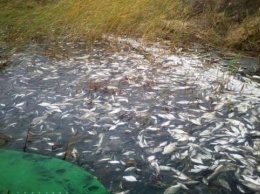 На Херсонщине ищут виновных в массовой гибели рыбы в Днепре