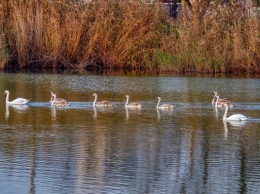 На озере Курячем в Днепре поселилось семейство лебедей