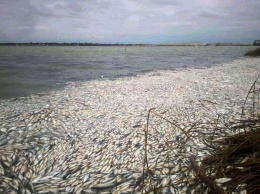 Стала известна причина массового мора рыбы в Херсонской области