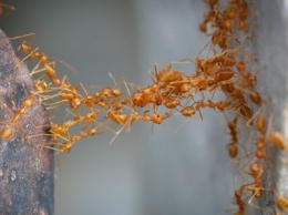 Миллион муравьев выжили в ядерном бункере благодаря каннибализму