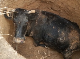 На Николаевщине спасатели вытащили из трехметровой ямы корову Ласуню