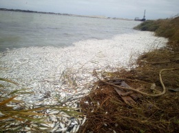 Названа еще одна версия массовой гибели рыбы в Херсонской области