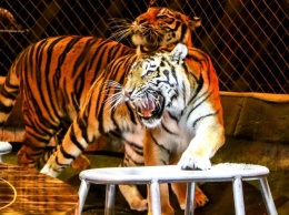Раздадут в приюты и в зоопарки: в правительстве намерены запретить выступления животных в цирке