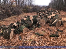На Харьковщине СБУ задержала группировку, которая занималась вырубкой деревьев, - ФОТО