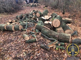 Под Харьковом поймали банду вооруженных "черных лесорубов". На ценных породах деревьев "нарубили" 5 миллионов гривен. Фото спецоперации
