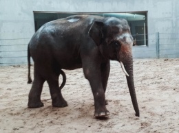 Слоны, которые едут в Николаевский зоопарк, уже в Украине