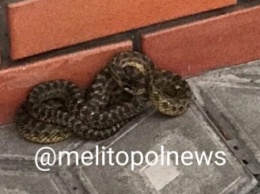 В Мелитополе змея поселилась у входа в магазин (фото)