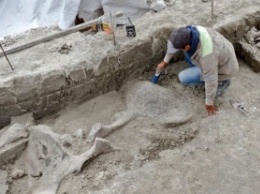 Найдено первое в мире кладбище животных-гигантов. Фото