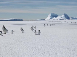 Императорские пингвины могут вымереть до конца столетия из-за изменений климата