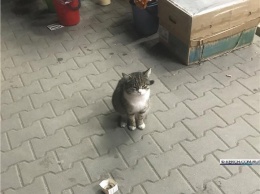 В Керчи кот-попрошайка собирает деньги на еду