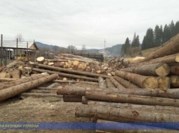 Сотрудники СБУ объявили войну браконьерам: будет ли остановлена нелегальная вырубка лесов
