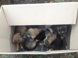 На трассе под Киевом выбросили коробку со щенками