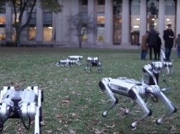 В США роботов-собак выгуляли в парке