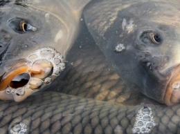Убытки от гибели рыбы в реке Уж оценили более чем в 7 миллионов