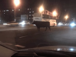 В Кривом Роге бык гуляет по городу: реакция взорвала соцсети (Фото)