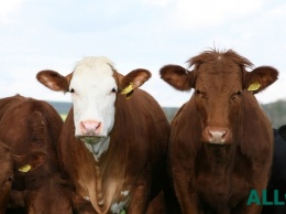 В Украине уменьшилось поголовье крупного рогатого скота