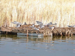 На Бурштынском водохранилище построят искусственный остров для птиц