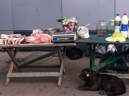 В Павлограде мужчина незаконно продавал мясо, приручив бродячих собак