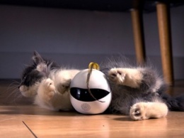 На Kickstarter появился робот-компаньон для кошек