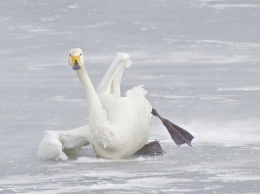 Под Киевом двое травмированных лебедей чуть не замерзли в водоеме: как помочь птицам