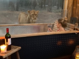 В Англии туристы могут принять ванну в компании со львами