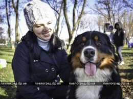 В Павлограде соревновались собаки разных пород (ФОТО)
