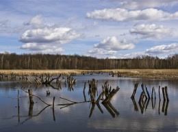 Вырубка леса в Национальном природном парке "Слобожанский": завершено досудебное расследование