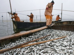 Украина и РФ согласовали квоты на вылов рыбы в Азовском море - Госрыбагентство