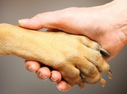 В Никополе слепая собака ищет дом и заботливых хозяев
