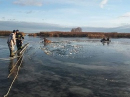 В Киевской обл. спасатели вытащили со льда оленя (фото, видео)