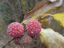 В Одесском ботсаду поспели плоды малинового дерева