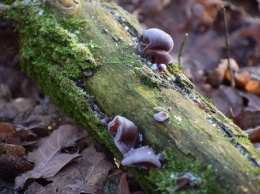 На Полтавщине нашли грибы, похожие на уши (фото)