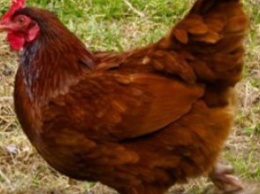 На Днепропетровщине мужчина осужден за убийство курицы с особой жестокостью