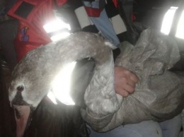 Под Киевом провели операцию по спасению раненого лебедя