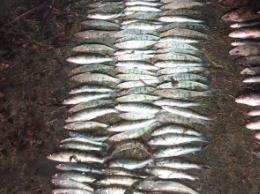 На Днепропетровщине обнаружили браконьеров с уловом рыбы более чем 100 тыс. грн. (ПОДРОБНОСТИ)